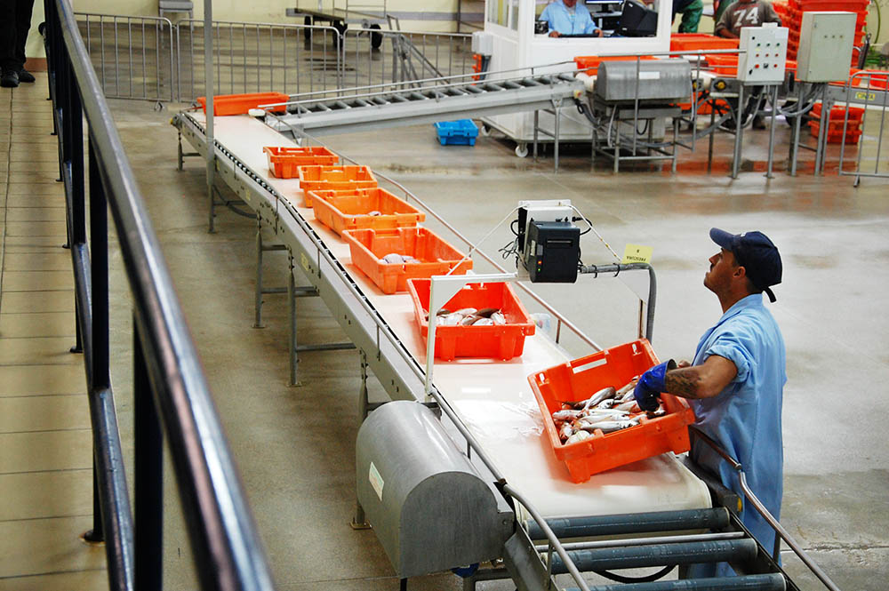 Sul Informação - Valor do pescado vendido em lota subiu e o Algarve foi onde mais se faturou