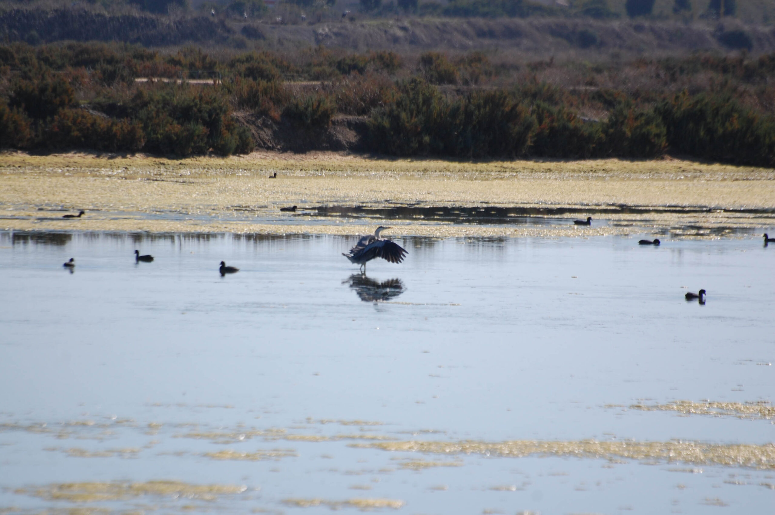 Sul Informação - LPN Algarve promove passeio à descoberta das aves do Ludo