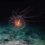Sul Informação - “Scianema – Mostra o Oceano” regressa a Faro para a 7ª edição