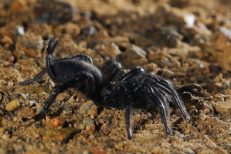 Sul Informação - Projeto Lista Vermelha de Invertebrados lança apelo para ajuda dos cidadãos