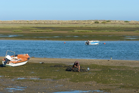 Sul Informação - Arte de mariscar é tema de novo passeio em torno da Dieta Mediterrânica em Tavira