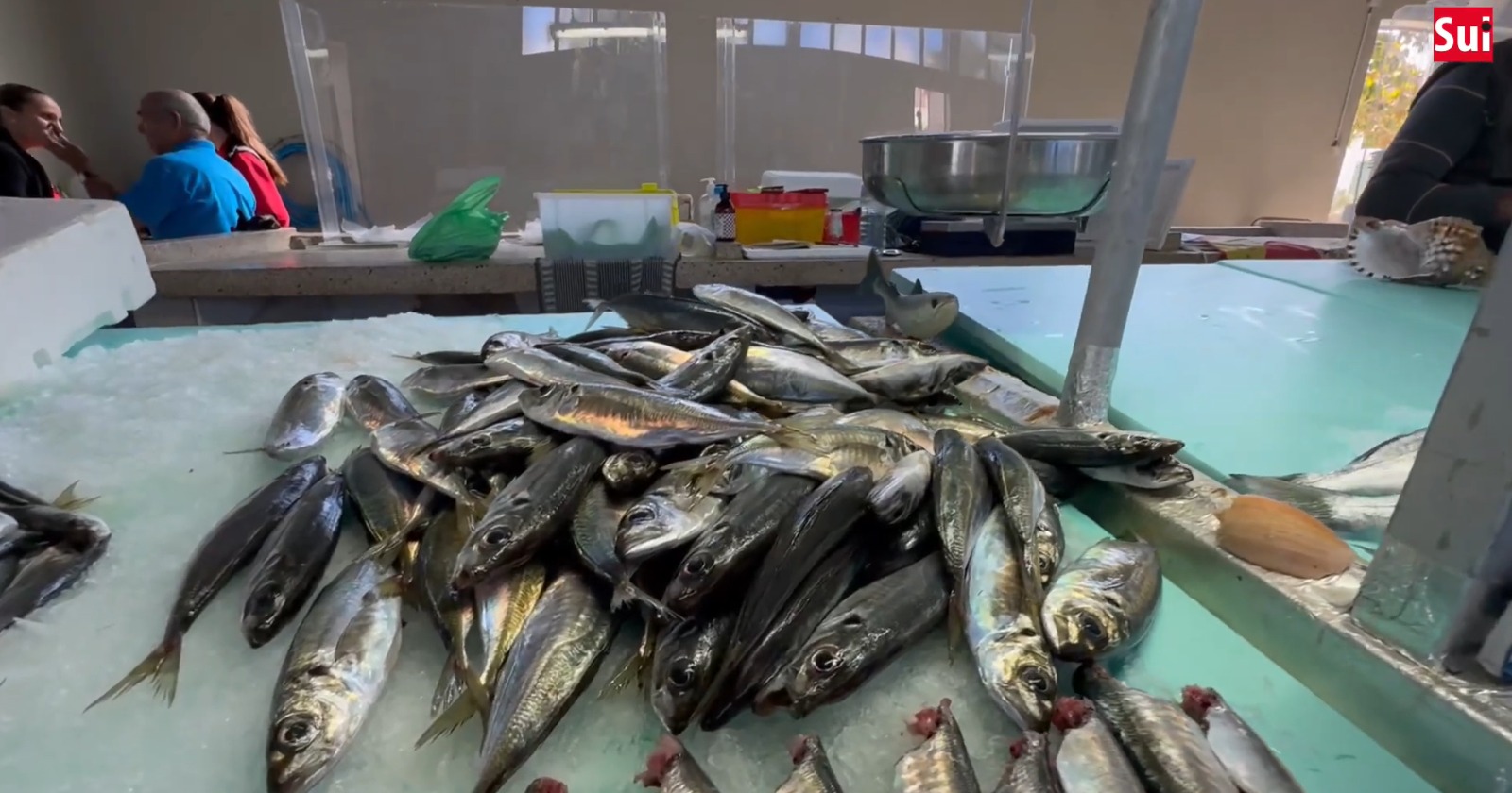 Sul Informação - Mercado de Pêra acolhe novos negócios para tentar ser mais atrativo