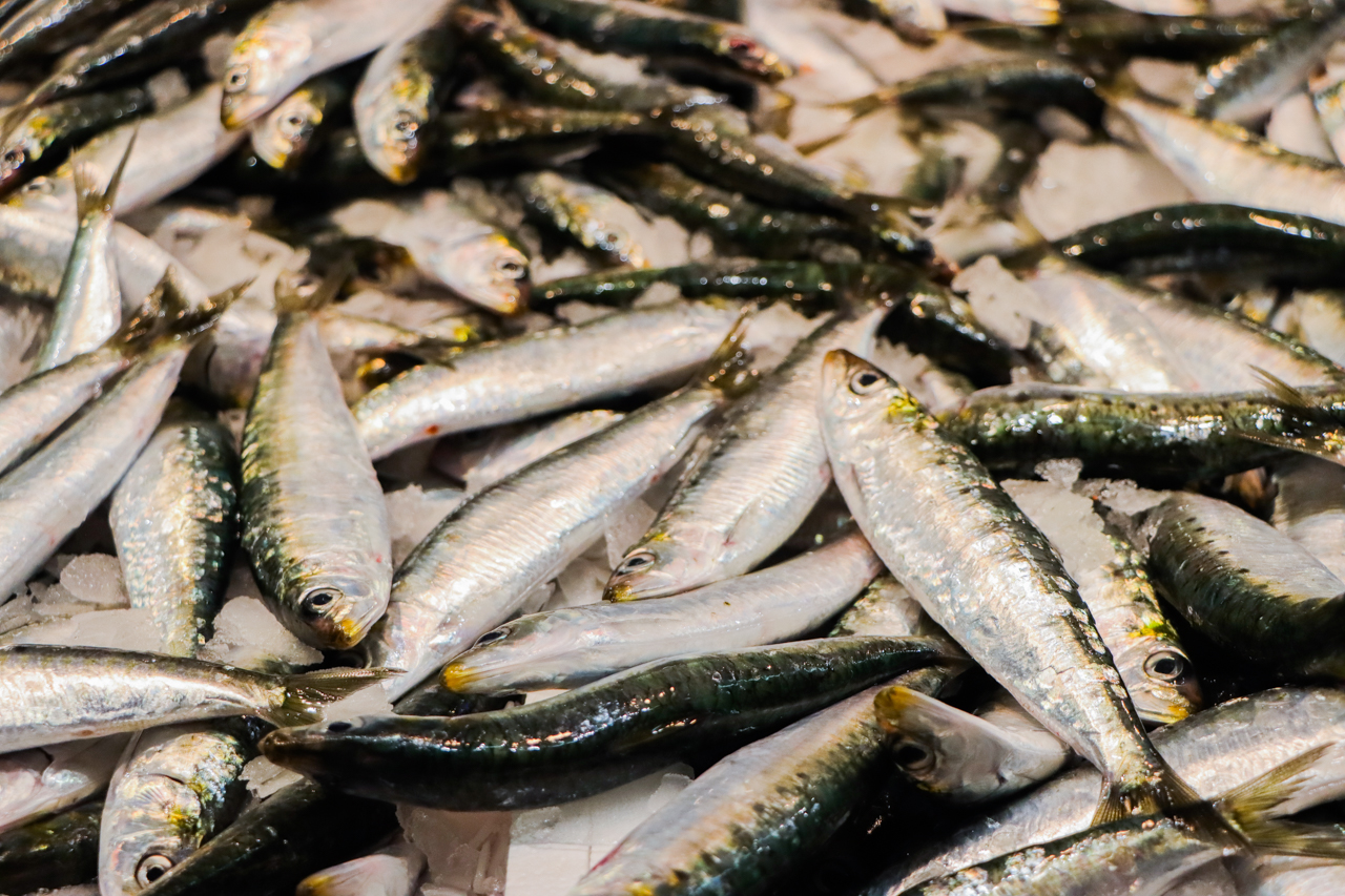 Sul Informação - Sardinha volta a ser a rainha da festa na praia de Olhos de Água