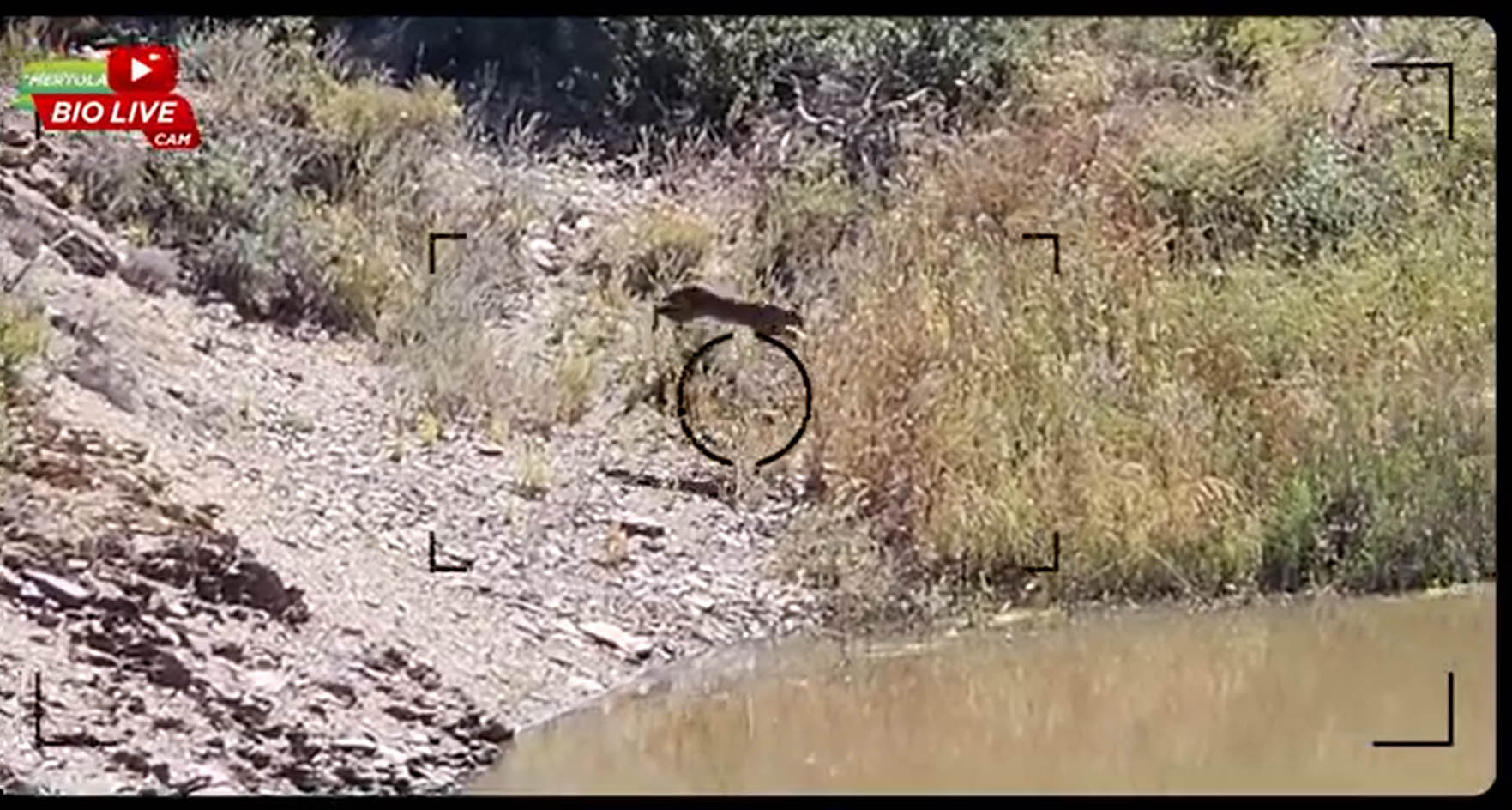 Sul Informação - Mértola lança a «Bio Live Cam», janela aberta para a biodiversidade