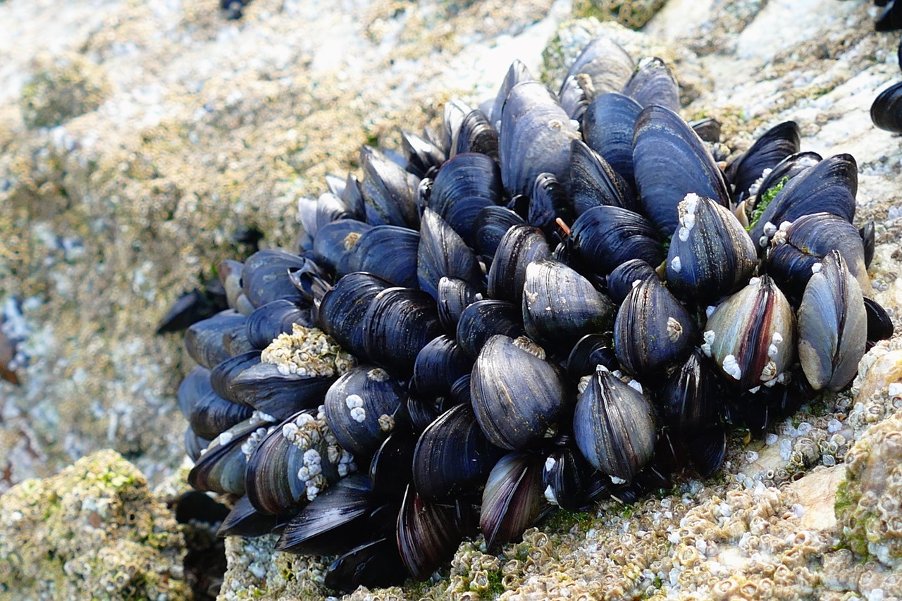 Sul Informação - Há microplásticos nos mexilhões do Algarve