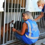Sul Informação - Exemplo de Monchique para garantir bem-estar animal é «muito plural»