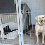 Sul Informação - Exemplo de Monchique para garantir bem-estar animal é «muito plural»