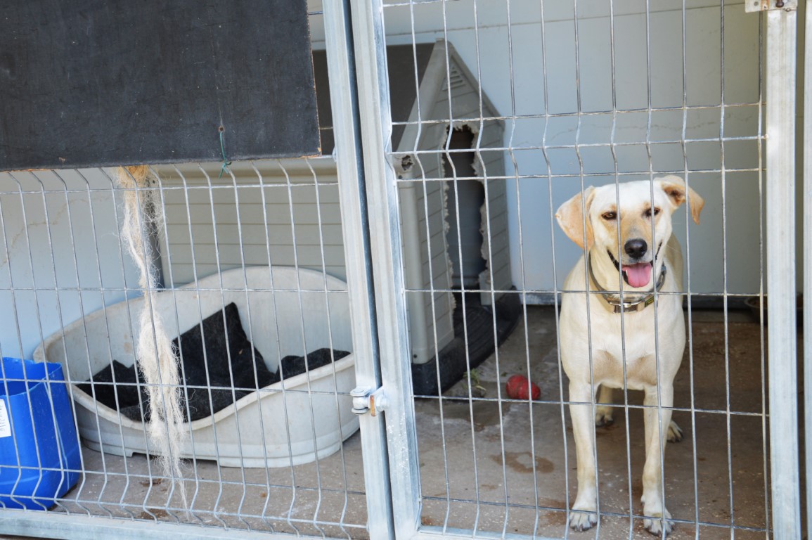 Sul Informação - Exemplo de Monchique para garantir bem-estar animal é «muito plural»