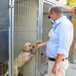 Sul Informação - Exemplo de Monchique para garantir bem-estar animal é «muito plural»