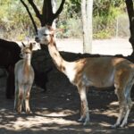 Sul Informação - Exemplo de Monchique para garantir bem-estar animal é «muito plural»