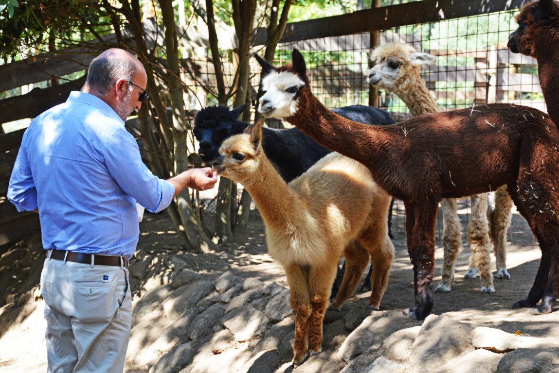 Sul Informação - Exemplo de Monchique para garantir bem-estar animal é «muito plural»