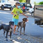 Sul Informação - Exemplo de Monchique para garantir bem-estar animal é «muito plural»
