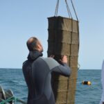 Sul Informação - Ministro do Mar mergulhou no «primeiro viveiro de amêijoas em mar aberto do mundo»
