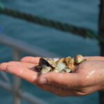 Sul Informação - Ministro do Mar mergulhou no «primeiro viveiro de amêijoas em mar aberto do mundo»