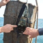 Sul Informação - Ministro do Mar mergulhou no «primeiro viveiro de amêijoas em mar aberto do mundo»