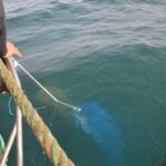 Sul Informação - Ministro do Mar mergulhou no «primeiro viveiro de amêijoas em mar aberto do mundo»