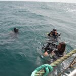 Sul Informação - Ministro do Mar mergulhou no «primeiro viveiro de amêijoas em mar aberto do mundo»