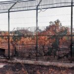 Sul Informação - Governo investe meio milhão para que linces regressem a Silves em Novembro