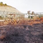 Sul Informação - Governo investe meio milhão para que linces regressem a Silves em Novembro