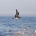 Sul Informação - Maior festival português dedicado à Natureza começa sexta-feira em Sagres