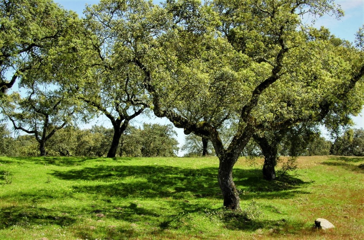 Sul Informação - Pensar a Reforma da Floresta é trabalho para todos os portugueses