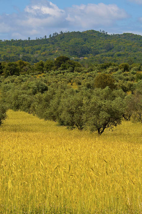 Sul Informação - Ministra da Agricultura apadrinha um sobreiro, árvore símbolo nacional
