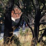 Sul Informação - Medronho, o drama da serra de Monchique que até resiste ao fogo, agora é livro