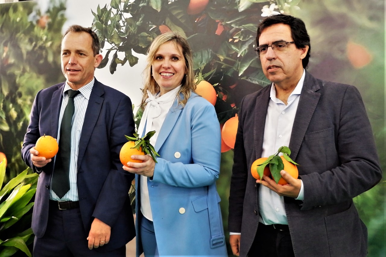Sul Informação - Produtores mostram a sua laranja e os amigos dela em Silves
