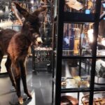 Sul Informação - Lagos reabre hoje o seu (novo) Museu