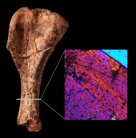 NYASASAURUS_HUMERUS Sul Informação