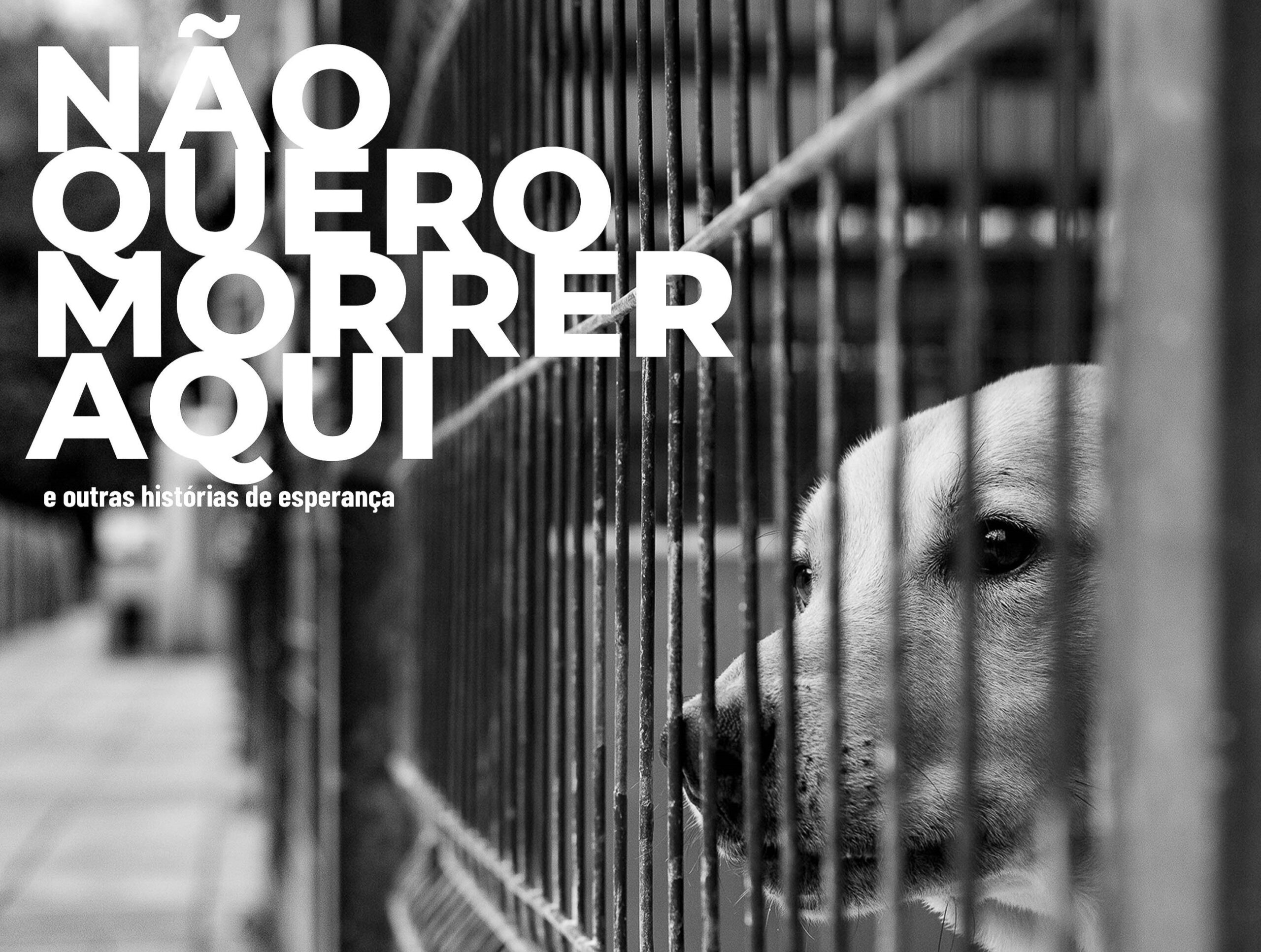 Sul Informação - Loulé acolhe apresentação de livro que mostra a vida dos animais