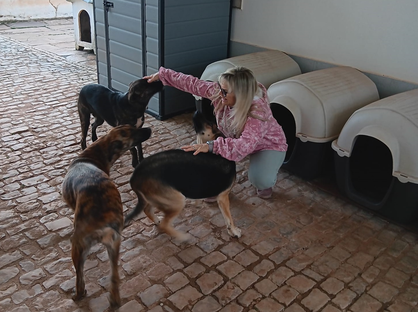 Sul Informação - São Brás de Alportel volta a apoiar adoção de «amigos de quatro patas»
