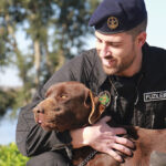 Sul Informação - Cães da Marinha já fizeram mais de 107 ações de busca e deteção este ano