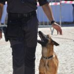 Sul Informação - Jovens podem descobrir o que fazer com o seu futuro no OPTO em Albufeira