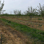 Sul Informação - O Caminhante na terra de Saramago