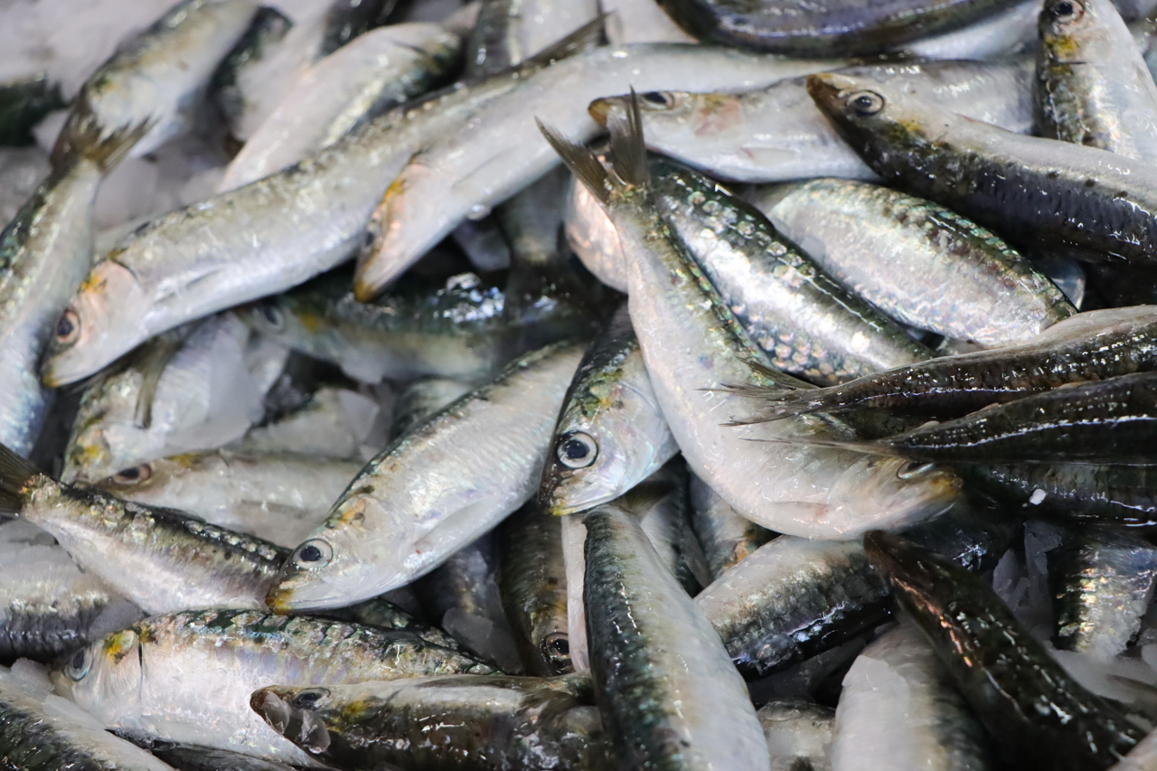 Sul Informação - Pesca da sardinha volta a ser proibida a partir de sábado