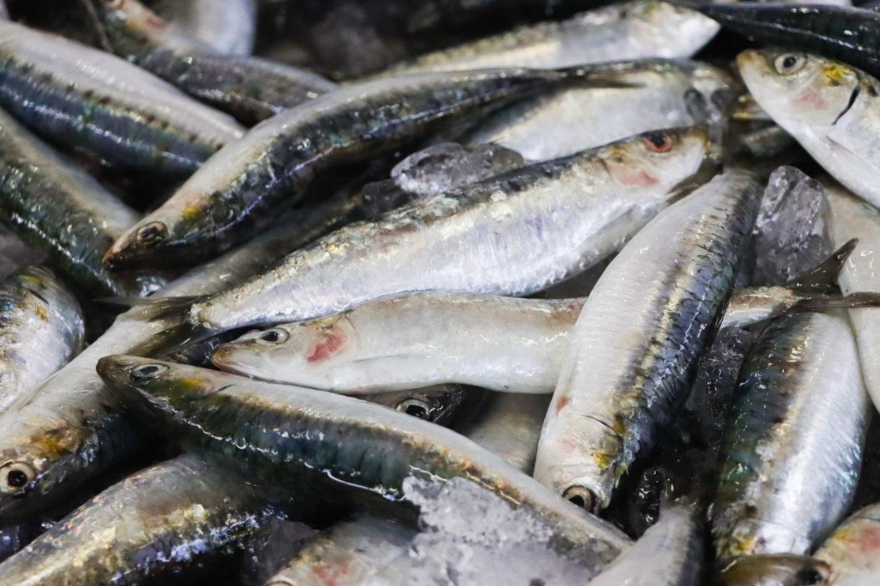 Sul Informação - Pesca da sardinha reabre na segunda-feira