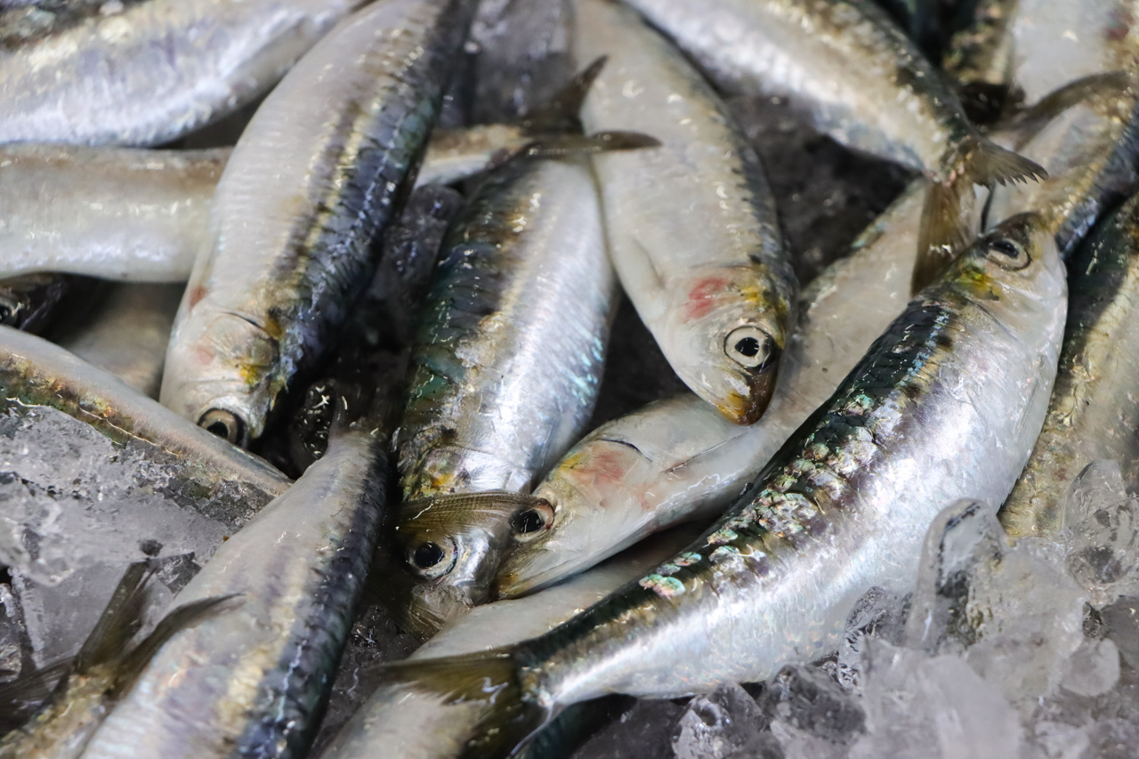 Sul Informação - Quota da sardinha duplicou mas sindicatos da pesca querem (muito) mais