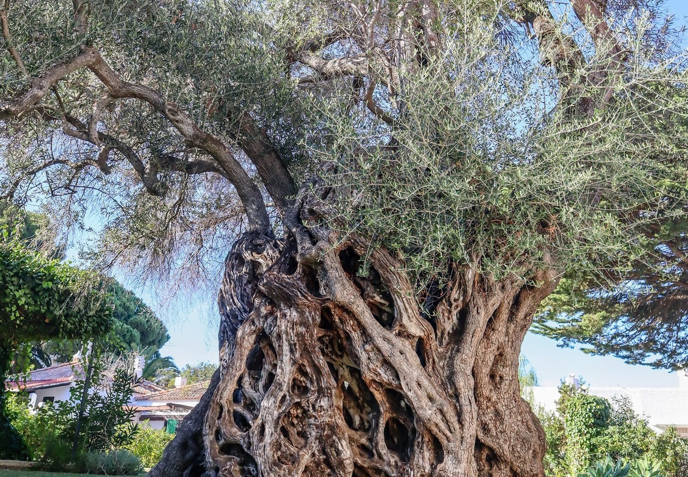 Sul Informação - Há duas oliveiras milenares do Algarve candidatas a Árvore Europeia do Ano 2022