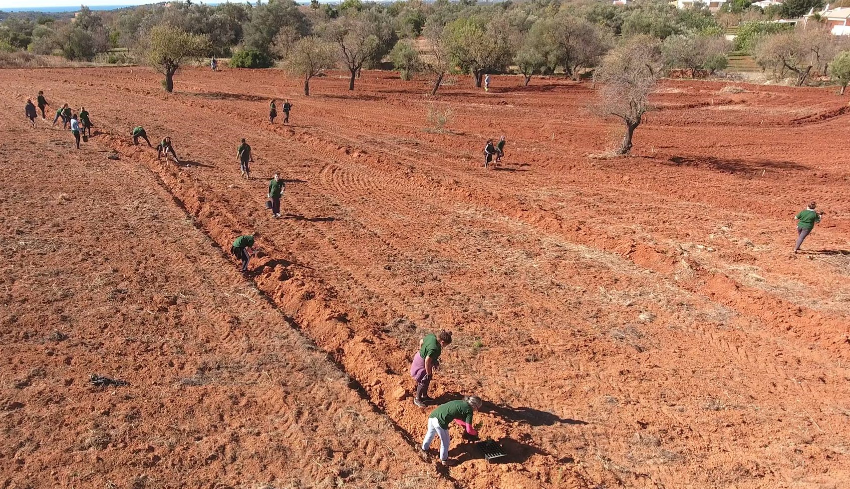 Sul Informação - Operação Montanha Verde planta 42 mil árvores para deixar o Algarve mais rico