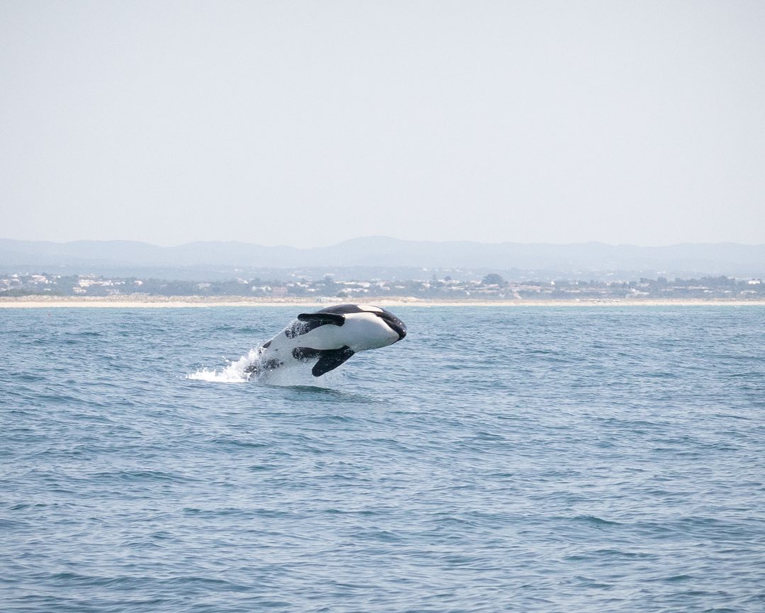 Sul Informação - Capitania de Olhão lança aviso à navegação após interação de orcas com veleiro