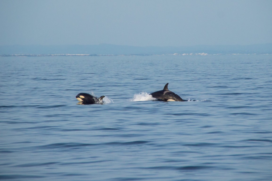 Sul Informação - Empresas de observação de cetáceos salvam orca-bebé ao largo de Sagres [com vídeo]