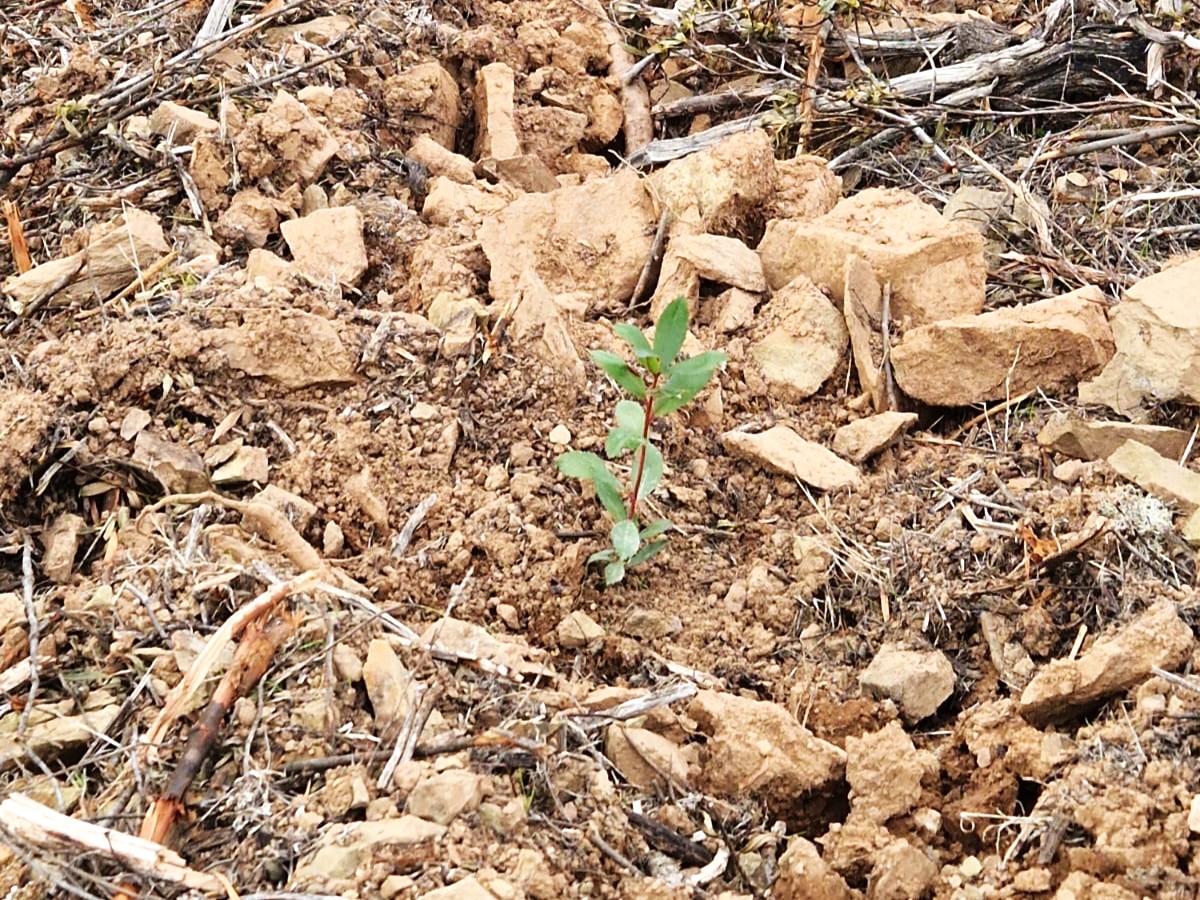 Sul Informação - Reflorestação de 147 hectares na freguesia do Ameixial já foi terminada