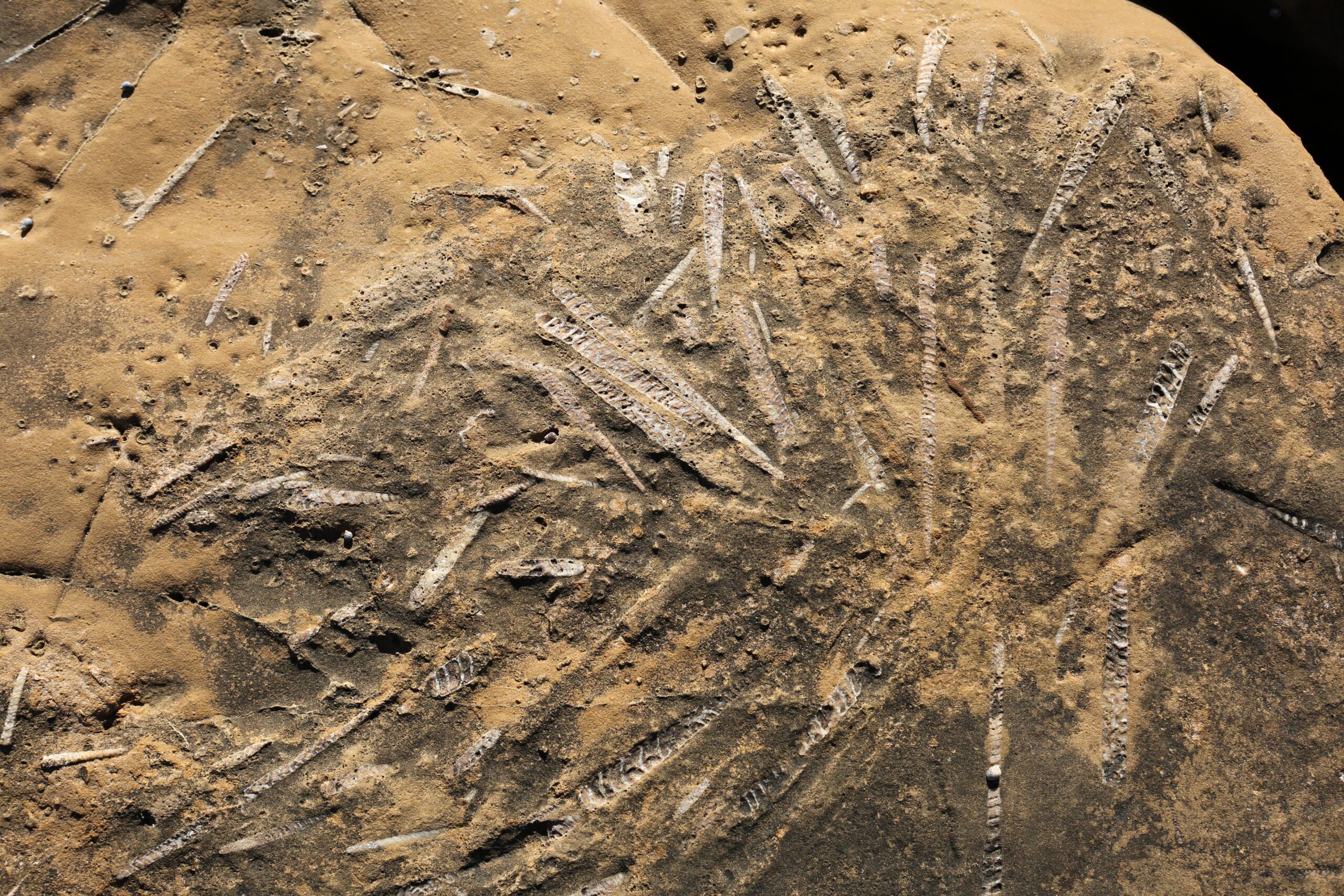 Sul Informação - História geológica do Algarve revela-se nas camadas multicores da Praia da Luz