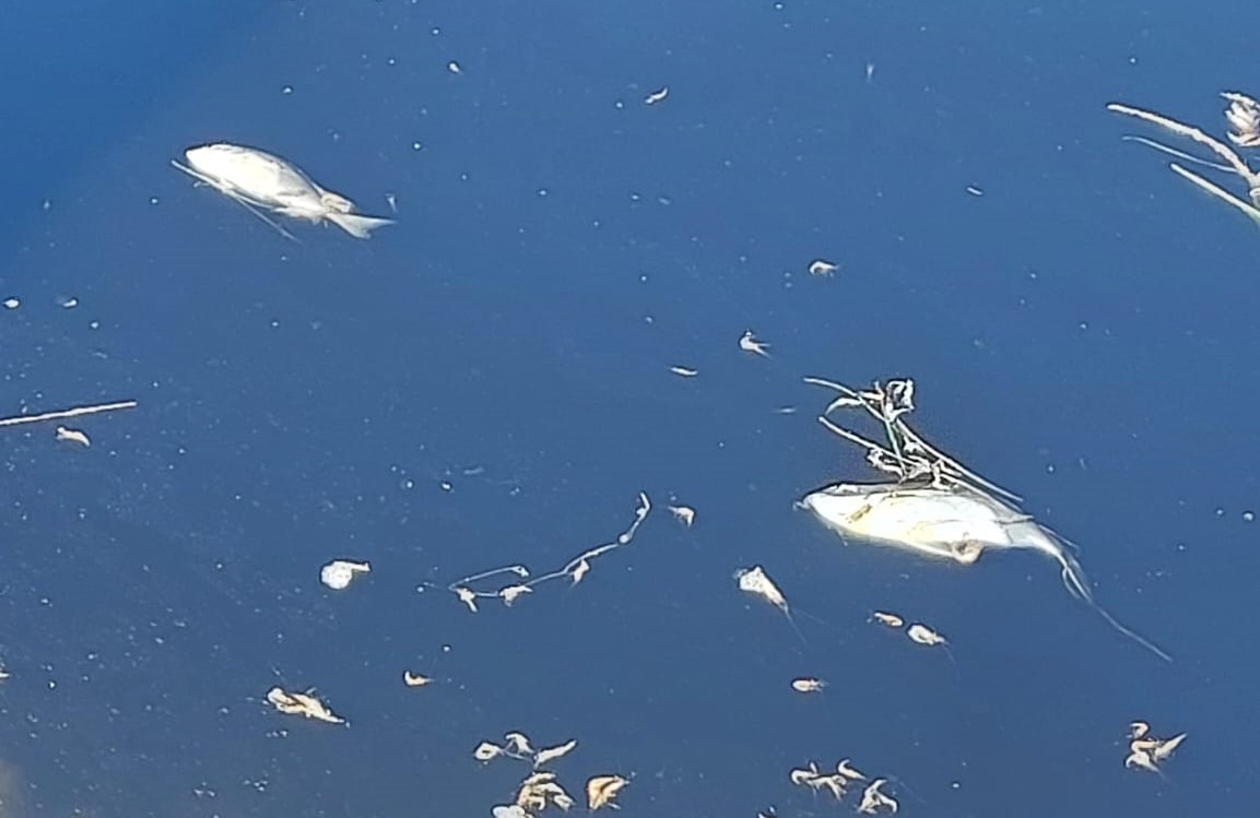 Sul Informação - PAN pede investigação à morte de peixes e bivalves na zona da praia da Manta Rota