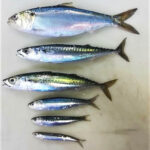 Sul Informação - Já começou a campanha de rastreio para avaliar abundância da sardinha