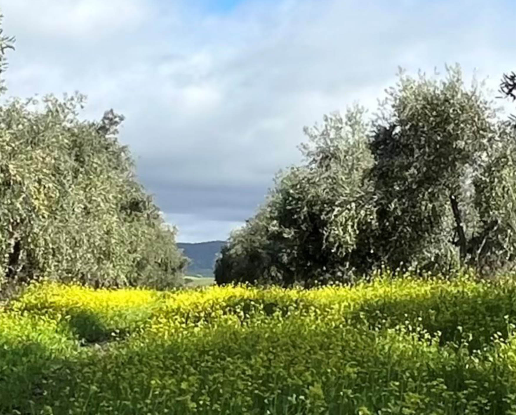 Sul Informação - Pelos campos de Salúquia, em busca de cogumelos e espargos
