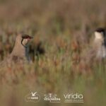 Sul Informação - Bio-ilhas andou dois anos a melhorar a vida das aves salineiras de Olhão e Faro
