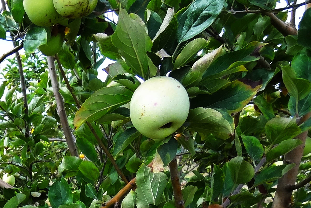 Sul Informação - Pêro de Monchique regressa à serra e até tem direito a campo de demonstração