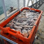 Sul Informação - No Algarve, «ainda é o polvo quem mais ordena»